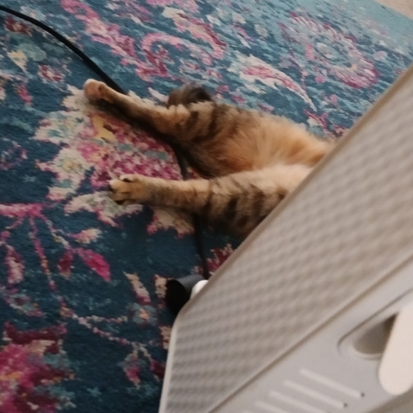 Meet your Posher, Megan - Picture 2 of 6